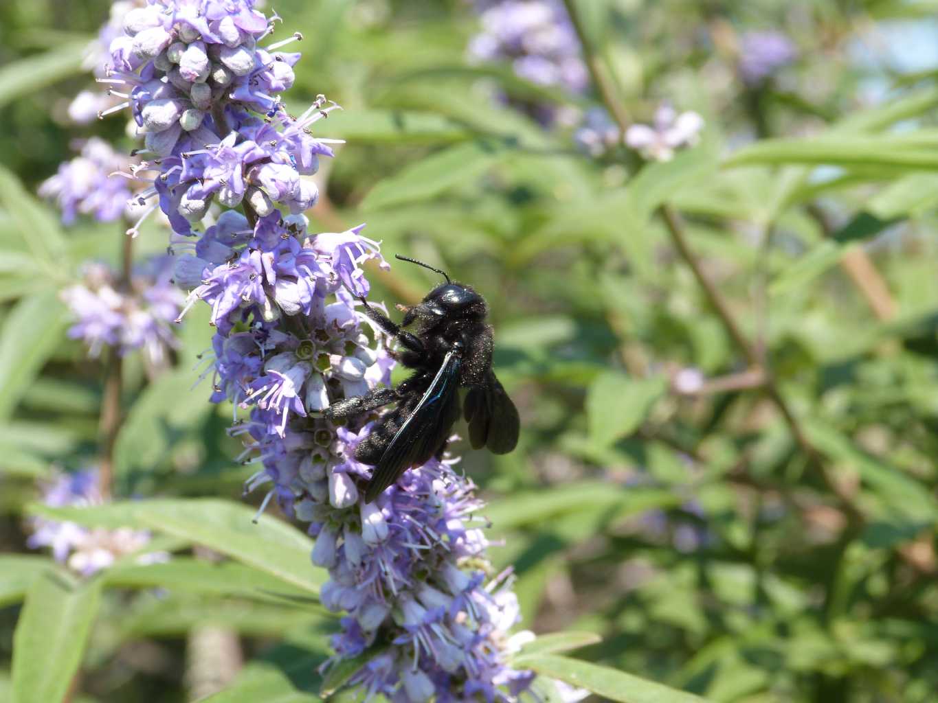 A ciascuno il suo fiore: Xylocopa violacea e Xylocopa iris